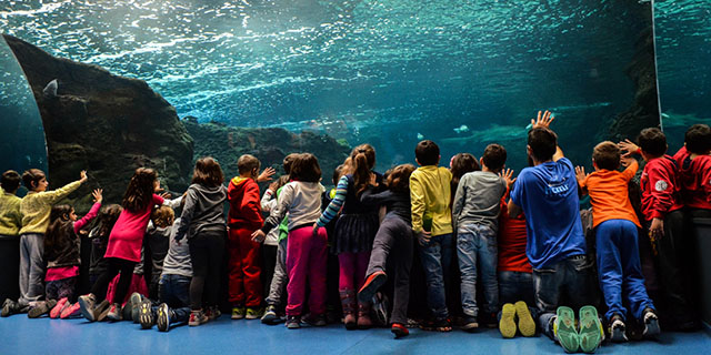 Aquarium, Dinosauria & Labirinth